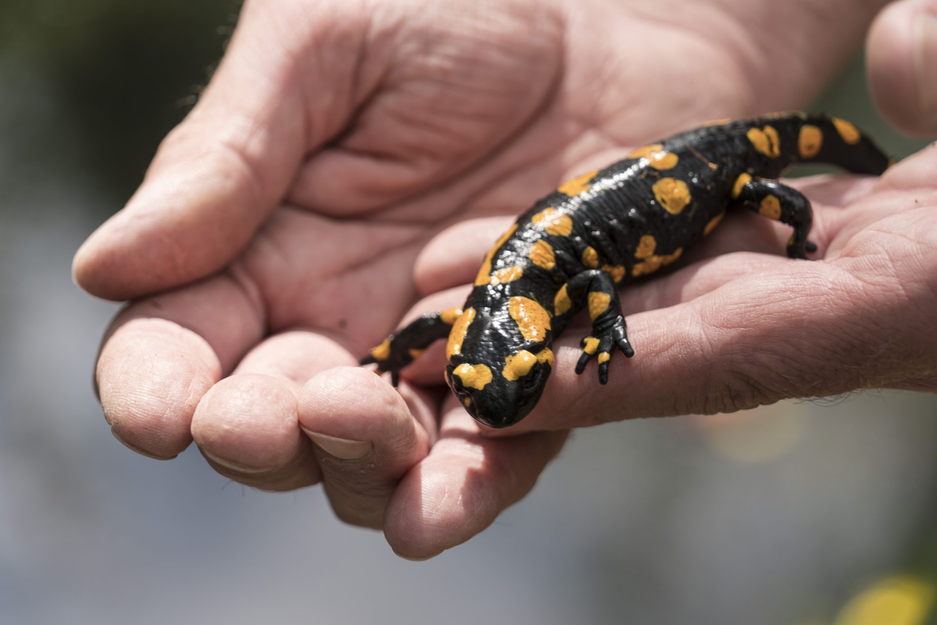 Salamander