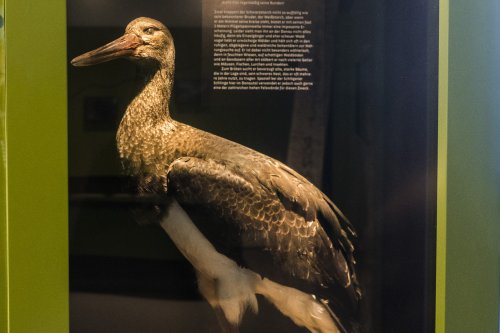 Vogel im Haus am Strom