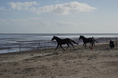 Pferde am Strand